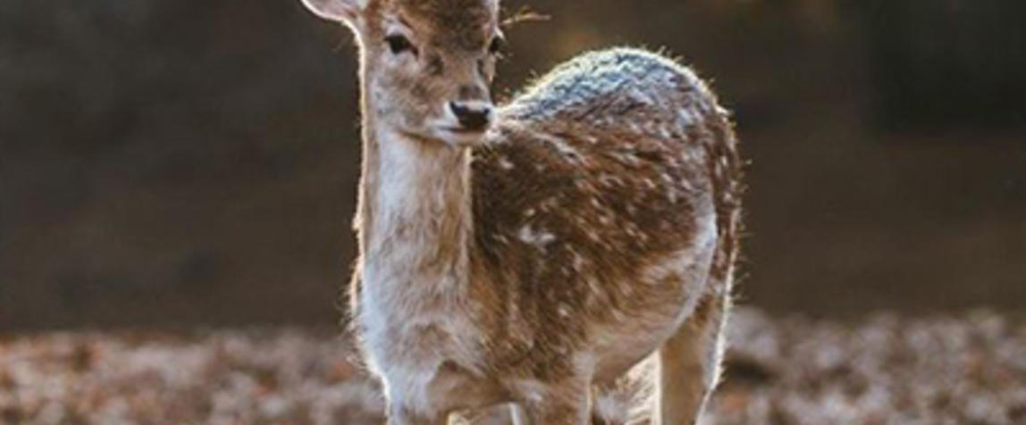 deer milk skincare